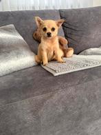 Pomchi pups, Dieren en Toebehoren, Honden | Chihuahua's en Gezelschapshonden, Parvo, 8 tot 15 weken, Teef, Eén hond
