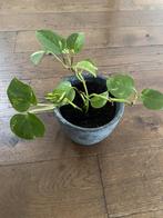 Drakenklimop / hangplant in pot, Huis en Inrichting, Kamerplanten, Ophalen, Overige soorten, Halfschaduw, In pot