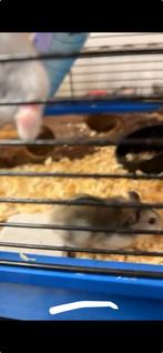 Hamster, Dieren en Toebehoren, Knaagdieren, Vrouwelijk, Hamster