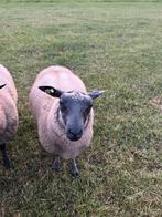 Bleu du main rammen, Mannelijk, Schaap