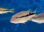 Cichla Pinima +/- 12cm, Vis, Zoetwatervis, Schoolvis