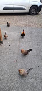 Hollandse krielen, Dieren en Toebehoren, Pluimvee, Meerdere dieren, Kip