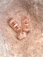 Armadillidium Espanyoli "Marbleized", Overige soorten