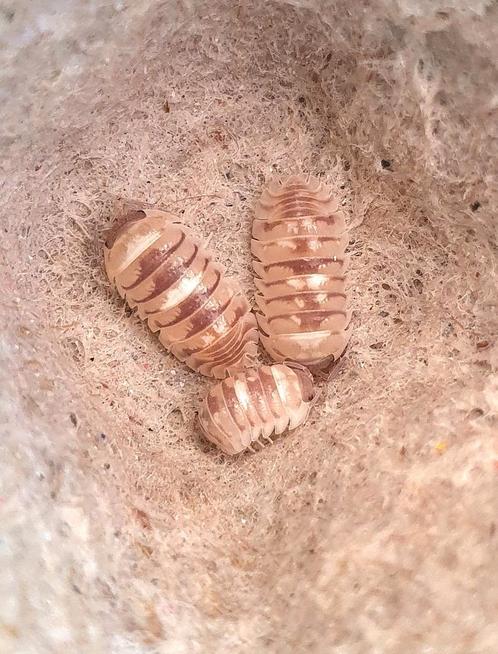 Armadillidium Espanyoli "Marbleized", Dieren en Toebehoren, Insecten en Spinnen, Overige soorten