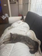 Brits korthaar, Dieren en Toebehoren, Katten en Kittens | Overige Katten, Poes