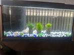Aquarium, Dieren en Toebehoren, Vissen | Aquaria en Toebehoren, Ophalen, Zo goed als nieuw, Sierelement