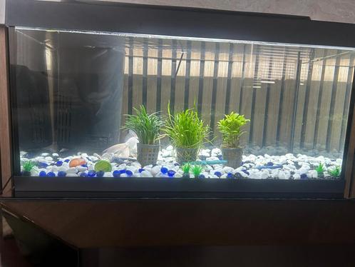 Aquarium, Dieren en Toebehoren, Vissen | Aquaria en Toebehoren, Zo goed als nieuw, Sierelement, Ophalen