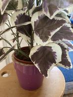 wit/bruin/paarse kunstplant met pot, Ophalen, Gebruikt