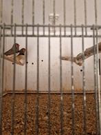 Zebravink, Dieren en Toebehoren, Vogels | Overige Vogels, Mannelijk, Tropenvogel