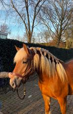 Brave 4 jarige koudbloed merrie., Dieren en Toebehoren, Paarden, Merrie, Minder dan 160 cm, 3 tot 6 jaar