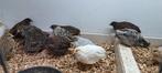 Jonge Chinese Dwerg Kwartels, Dieren en Toebehoren, Pluimvee, Meerdere dieren, Overige soorten