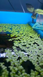 Spirodela polyrrhiza (Groot Eendenkroos), Ophalen of Verzenden, Zo goed als nieuw, Plant(en), Steen of Hout