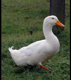 Broedeieren van Pekingeend (witte Pekin), Dieren en Toebehoren, Pluimvee, Geslacht onbekend, Eend