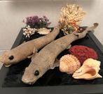 2x zand haai opgezet, Verzamelen, Ophalen of Verzenden, Gebruikt, Opgezet dier