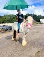 100 procent betrouwbare pony!, Dieren en Toebehoren, Pony's, Merrie, B, 3 tot 6 jaar, Gechipt