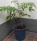 Fluweelboompje in biologische aarde, Ophalen, Zomer, Vaste plant, Volle zon