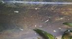 Jonge guppy's, Dieren en Toebehoren, Vissen | Aquariumvissen, Vis, Zoetwatervis, Schoolvis