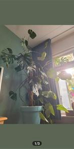 Grote Mostera  Gatenplant, Huis en Inrichting, Kamerplanten, Ophalen, 100 tot 150 cm, Overige soorten, Halfschaduw