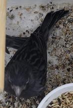 koppels zwart kobalt dominant wit kanaries, Dieren en Toebehoren, Meerdere dieren, Kleurkanarie