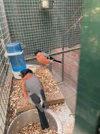 Goudvink man, Dieren en Toebehoren, Vogels | Overige Vogels, Mannelijk, Wildzangvogel