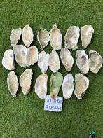 20 oesterschelpen L  10-11 cm/ 5 cm Breed, Sieraden, Tassen en Uiterlijk, Broches, Ophalen of Verzenden, Zo goed als nieuw, Zilver
