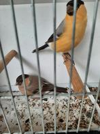 Goudvinken koppel geelbruin, Dieren en Toebehoren, Vogels | Overige Vogels, Meerdere dieren