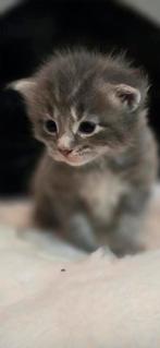 Nestje prachtige maincoon kittens, Meerdere dieren, Ontwormd, 0 tot 2 jaar