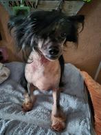 Goede Thuis gezocht voor chinese naakthond, 6 jaar of ouder, Teef, Eén hond, Nederland