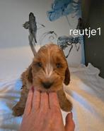 Cockapoo pups Cockerspaniel x toy poedel, CDV (hondenziekte), 8 tot 15 weken, Meerdere, Meerdere dieren