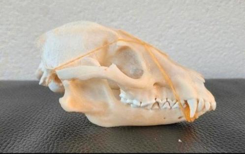 4x schedels Wasbeerhond taxidermie - skelet, geraamte, skull, Verzamelen, Dierenverzamelingen, Zo goed als nieuw, Schedel, Ophalen of Verzenden