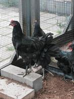 Jersey giant haan, Dieren en Toebehoren, Pluimvee, Mannelijk, Kip