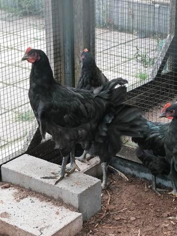 Jersey giant haan beschikbaar voor biedingen