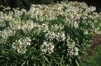Agapanthus wit meer dan 40 uitlopers ruim 20 bloemen per pot, Volle zon, Vaste plant, Zomer, Ophalen