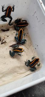 Phyllobates Vittatus, Amfibie, 0 tot 2 jaar