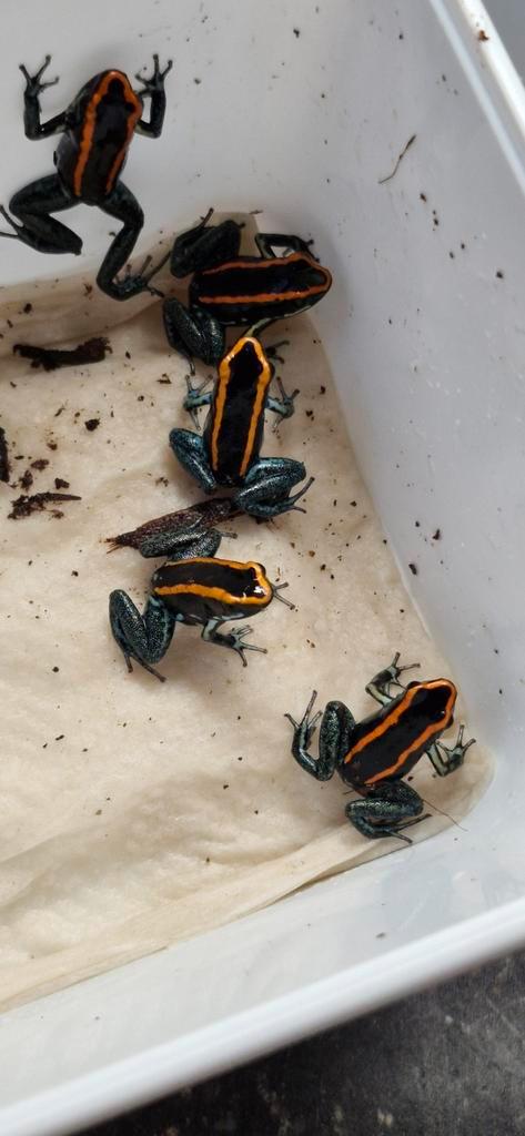 Phyllobates Vittatus, Dieren en Toebehoren, Reptielen en Amfibieën, Amfibie, 0 tot 2 jaar