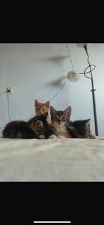 Kittens kruising calico bengaal, Dieren en Toebehoren, Meerdere dieren