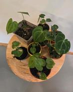 Anthurium Clarinervium, Ophalen of Verzenden, Overige soorten, Minder dan 100 cm