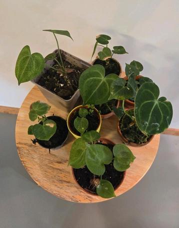 Anthurium Clarinervium beschikbaar voor biedingen