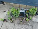 Aardbeien plantjes vroeg plukken in mei/juni, Tuin en Terras, Planten | Tuinplanten, Ophalen of Verzenden, Zomer, Volle zon