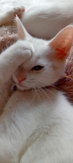 Mix maine coon kittens, Dieren en Toebehoren, Meerdere dieren, Ontwormd, 0 tot 2 jaar