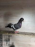 Te Koop Duiven Syrisch, Meerdere dieren