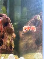 Oranje/rode of bruine posthoorn slakken, Dieren en Toebehoren, Slak of Weekdier