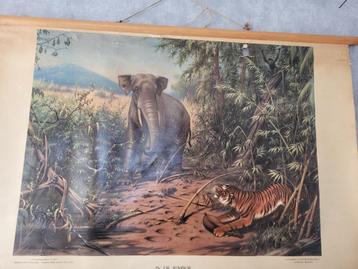 Vintage Schoolplaat “In de Jungle” – M.A. Koekkoek, Originel beschikbaar voor biedingen