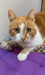 Lieve aanhankelijke kat, Dieren en Toebehoren, Kater, Kortharig, 6 jaar of ouder