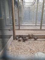 10 Chinese dwergkwartels hanen, Meerdere dieren