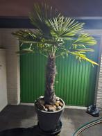Mooie Palmboom in Pot, Volle zon, Vaste plant, Bloeit niet, Ophalen