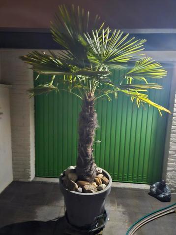 Mooie Palmboom in Pot beschikbaar voor biedingen