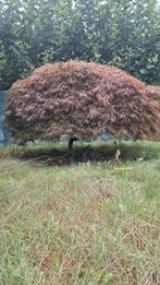 Japanse esdoorn rood, Tuin en Terras, Ophalen, Bloeit niet, Halfschaduw, Overige soorten