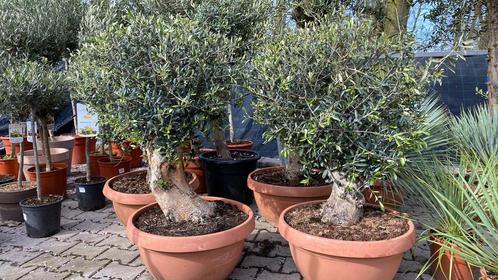 Leuke olijfschalen geschikt voor op het balkon of terras, Tuin en Terras, Planten | Bomen, Ophalen