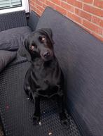 Labrador/Friese Stabij, Dieren en Toebehoren, Rabiës (hondsdolheid), 1 tot 2 jaar, Teef, Labrador retriever